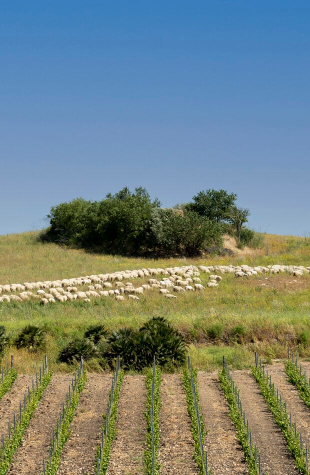 Serra Ferdinandea